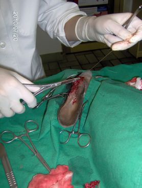 Operation Tierarzt